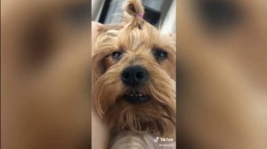 ЗЛОЙ ПЁС ТИК ТОК