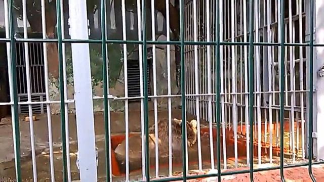 Тянь-шаньский медведь. смотреть онлайн