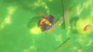 Тигнари (хозяин леса) [Genshin impact]