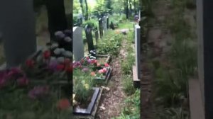 Колдовство на Кладбище. Жители Кладбища.