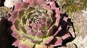 Каменные розы — что за цветы, посадка и уход дома и в саду