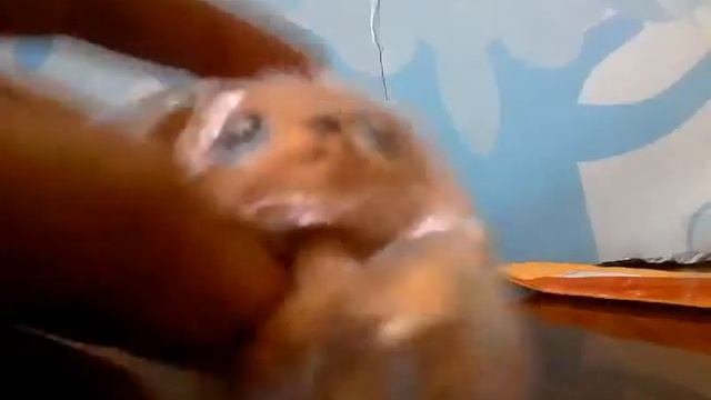 LPS: посылка кокер-спаниэль. Новивинка