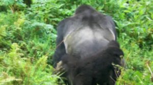 Gorilla Mating in the Wild