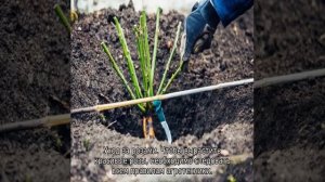 Роза Айсберг