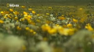 Дикая Шотландия