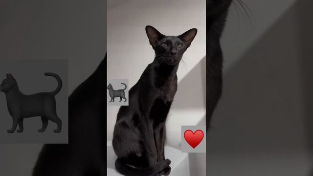 ЛЮМИ НЯШ ?⬛♥️?⬛ #котик #котя #феликсскотом #кот #ориентальныйкот #ориенталы #ориентал
