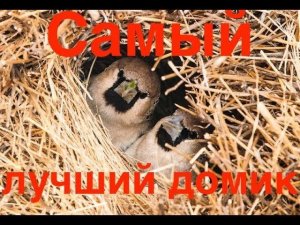 Самый лучший домик для птиц. Фильм для детей