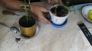 Гранат из косточки( часть 4)