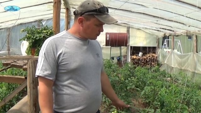 ВАШИ ТОМАТЫ "ЖИРУЮТ"? ТРИ НАДЁЖНЫХ СПОСОБА ЭТО ИСПРАВИТЬ! смотреть онлайн