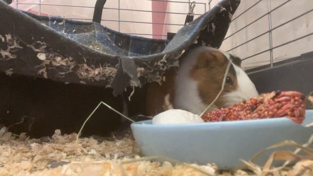 10 фактов которые нужно знать перед тем как заводить морскую свинку смотреть онлайн