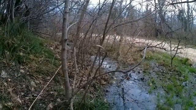 Подснежники. Скоро весна. Севастополь, с.Оборонное. 22.02.2022. смотреть онлайн