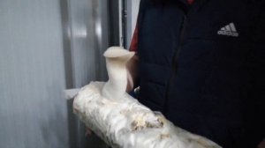 Инновационное грибное производство. От мицелий до грибов