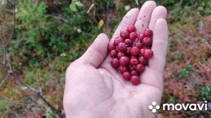 51 день сбора ягод. Брусника.