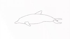 Как нарисовать Дельфина ? (Ho to draw a Dolphin ?)