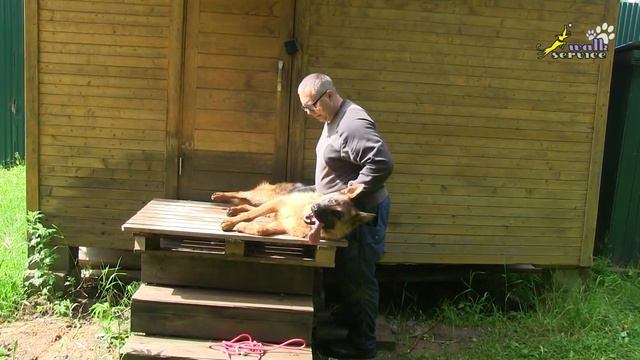 Дрессировка возбудимой собаки, воспитание овчарки, комплекс массаж и мяч