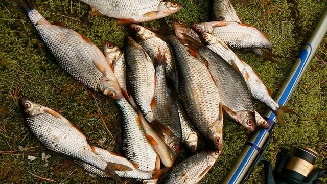 Как ловить плотву в июле? смотреть онлайн