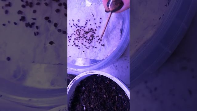 Посадка Обриеты семена проклюнулись смотреть онлайн