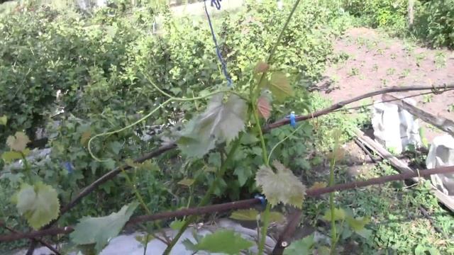 Проблема на винограде плевен и большая проблема на аркадии смотреть онлайн