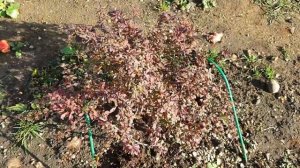 Обзор любимого сада 26 октября 2020 г. Хвойные, барбарисы, штамбовые растения???