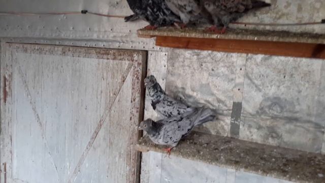 Мраморные бакинские голуби (чубатые ) на продажу тел. 89064759218 смотреть онлайн