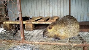 НУТРИИ ГРЫЗУТ ХВОСТЫ. Что делать?