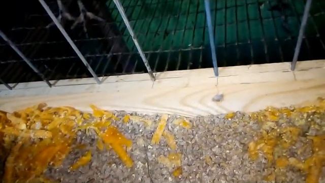 Как купить курочек Доминант у заводчика или перекупщика. смотреть онлайн