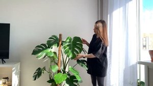 Монстеру ели Трипсы. Как Спасти Растение от Трипсов?