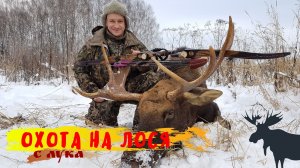 Загонная охота на лося c лука / Driving Hunting Moose Archery