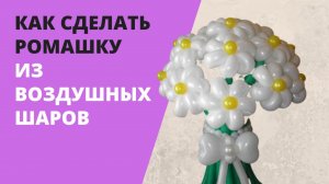 Как сделать ромашку из воздушных шаров.mp4