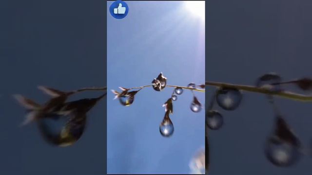 Beautiful Drops Images 🥰🥰 | Marvelous Images | Fantatico #drops #drop #nature #water #art #fantatic смотреть онлайн