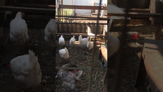 Появились новые жильцы. смотреть онлайн