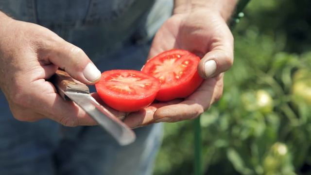 БЬЕМ РЕКОРДЫ! ОЧЕНЬ УРОЖАЙНЫЙ ТОМАТ ЛИРИКА F1! смотреть онлайн