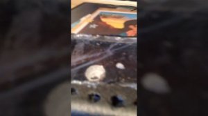 Как ухаживать за лягушками?