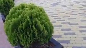 Территория базы отдыха"Архипо-Осиповка"