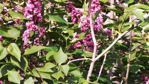 Пушистые ветки сирени «турецкой калины». Fluffy branches of lilac "Turkish Kalina".
