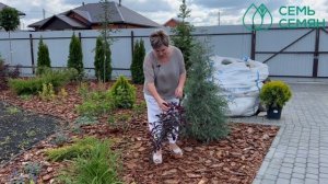 Такую сливу Вы еще не видели!