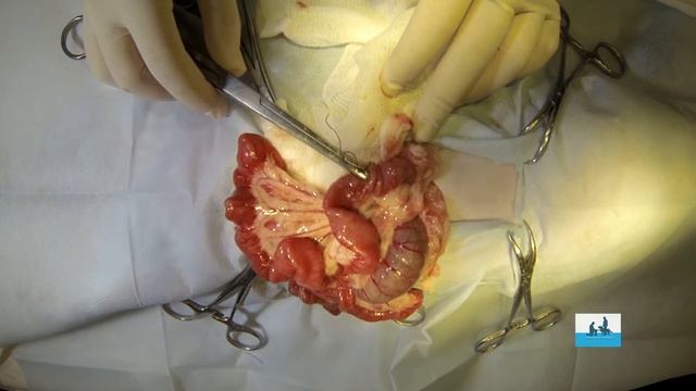 Энтеротомия с целью удаления инородного тела из кишечника кошки. Enterotomy