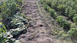 Обзор огорода в начале августа, Юг Украины, Что выросло и мой урожай, Домик у реки