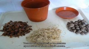 Субстрат для орхидей — какой лучше для выращивания