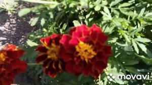 #Циннии или герберы. Цветочный привет!Ежевика созрела!