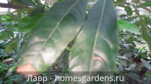 Как выглядит лавр (лавровое дерево)?