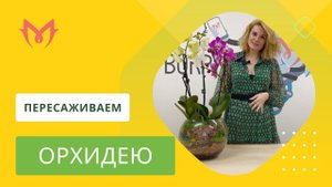 Как правильно пересадить орхидею