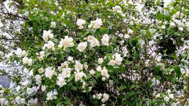 Жасмин цветёт. Jasmin blüht. Jasmine blooms.