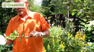 Размножение плодовых деревьев