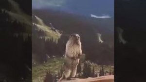 Суслик кричит в горах