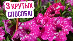 Сеем петунию! 3 варианта посадки от Евгения Силягина