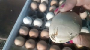 Обнаружение тухлого яйца