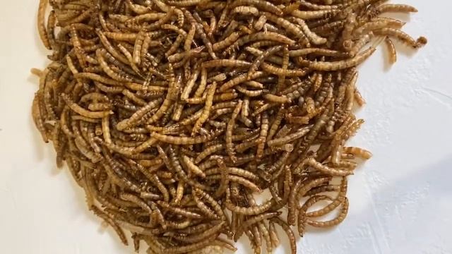 мучной червь смотреть онлайн