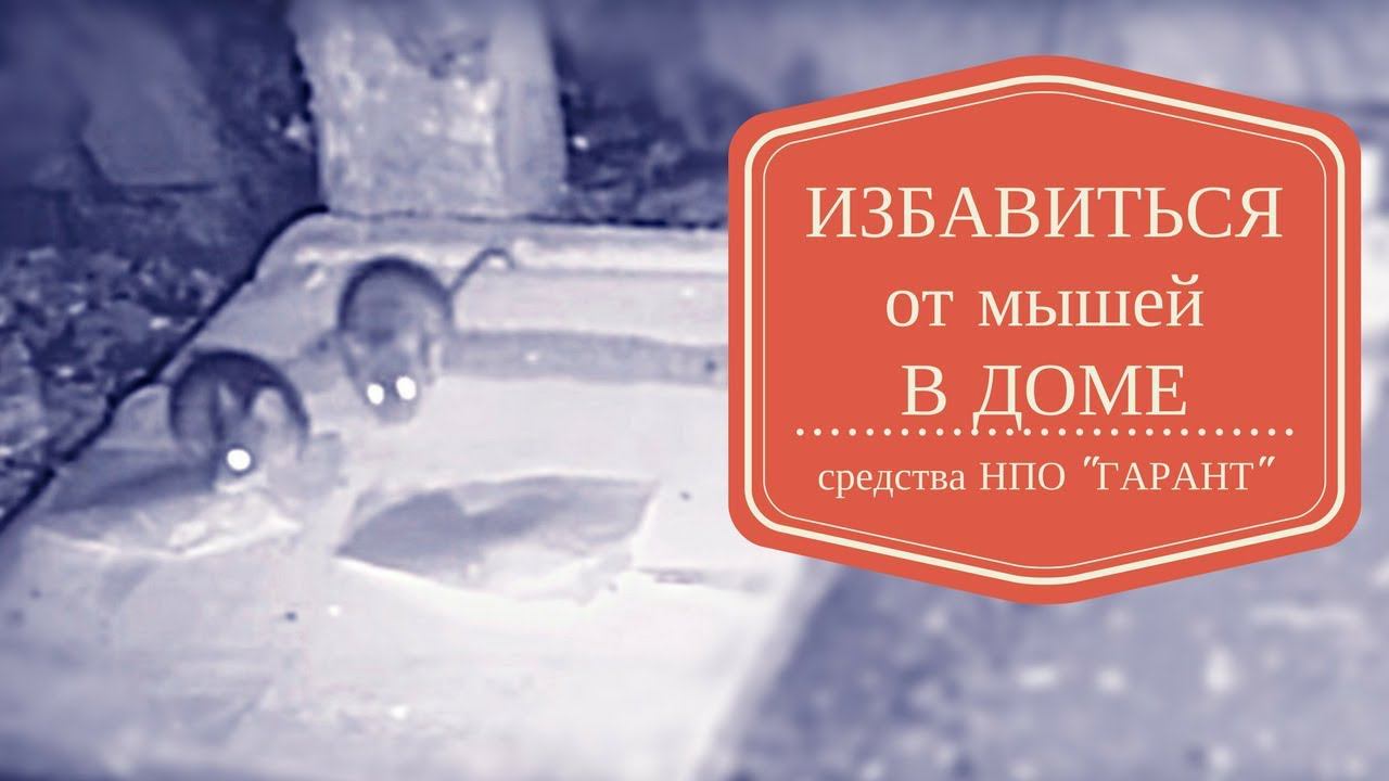 Избавиться от мышей в доме. Новинки НПО "ГАРАНТ" смотреть онлайн