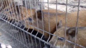 Тигули Червленый яр Сафари парк Воронеж